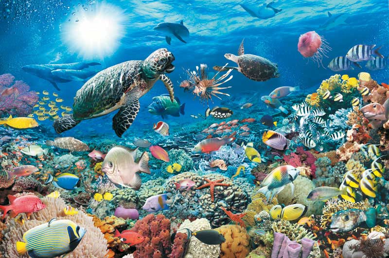 Ravensburger Underwater Tranquility 5000 Piece Puzzle – The Puzzle  Collections