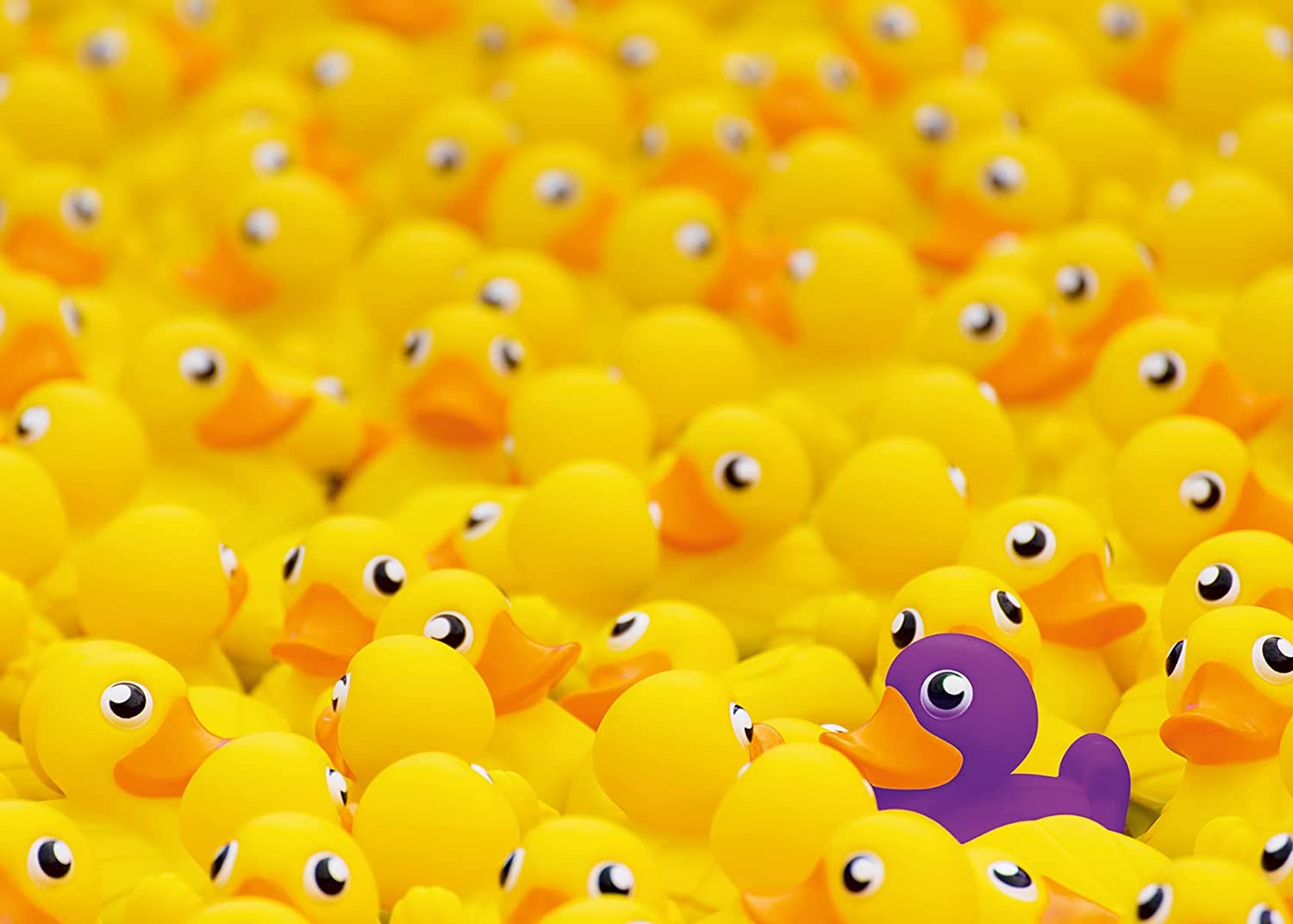 Rubber online ducks 1000